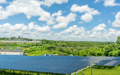 Photovoltaïque et biodiversité : le conseil national de protection de la nature alerte sur une menace croissante pour les écosystèmes naturels